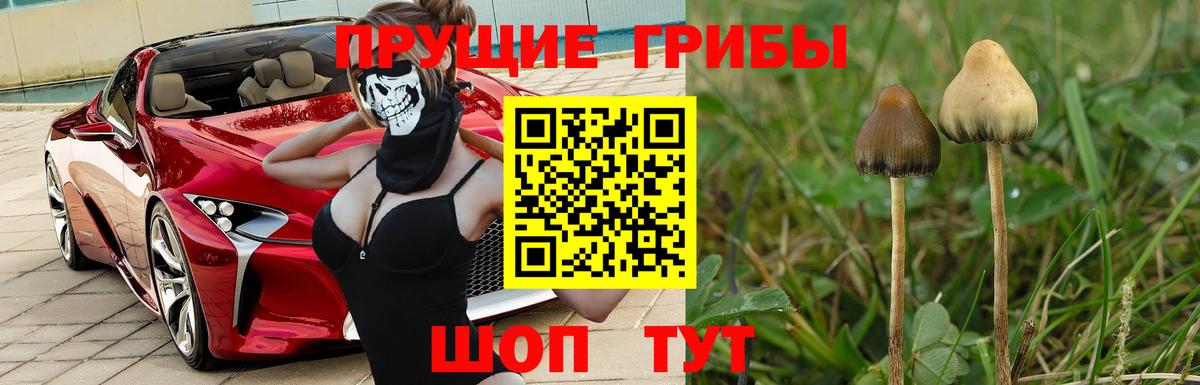 Псилоцибиновые грибы мицелий Мичуринск